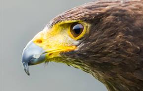 Close up of bird of prey